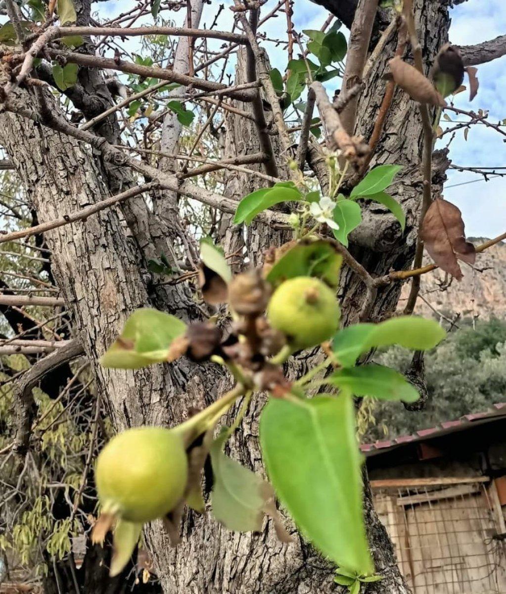 Muğla’da armut ağaçları kasımda çiçek açtı