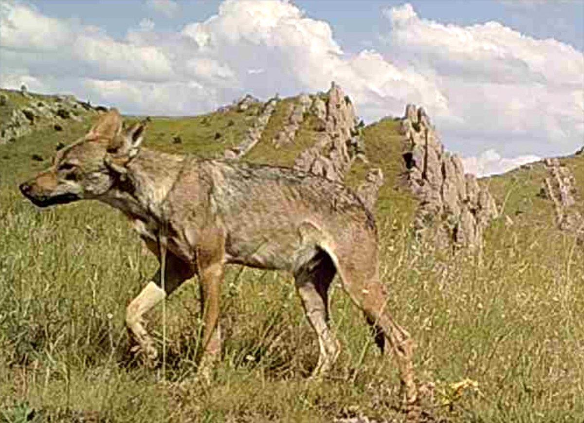 Sivas'taki yaban hayatından fotokapan görüntüleri