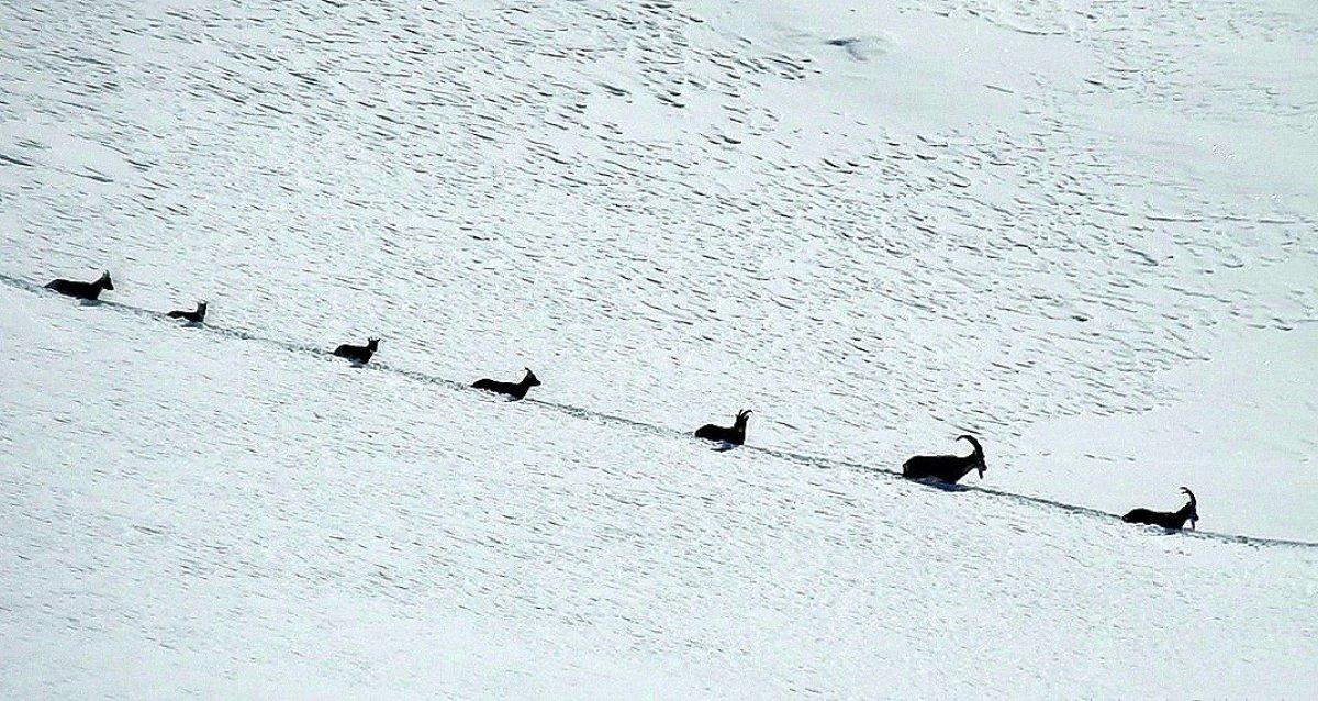 Munzur Dağlarında şamua sürüsünün zorlu göçü 