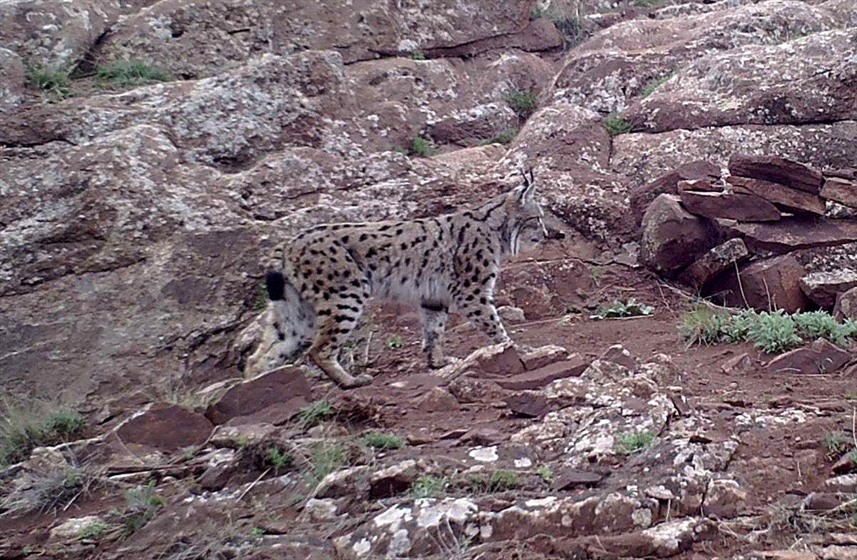 Sivas'taki yaban hayatından fotokapan görüntüleri