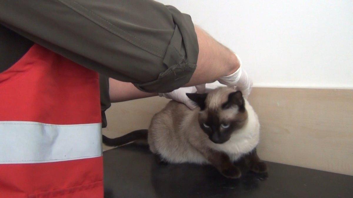 Çip taktırmayan hayvan sahipleri ceza alacak