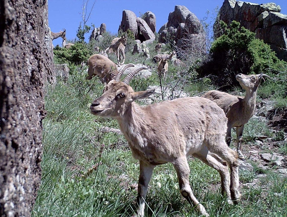 Sivas'taki yaban hayatından fotokapan görüntüleri