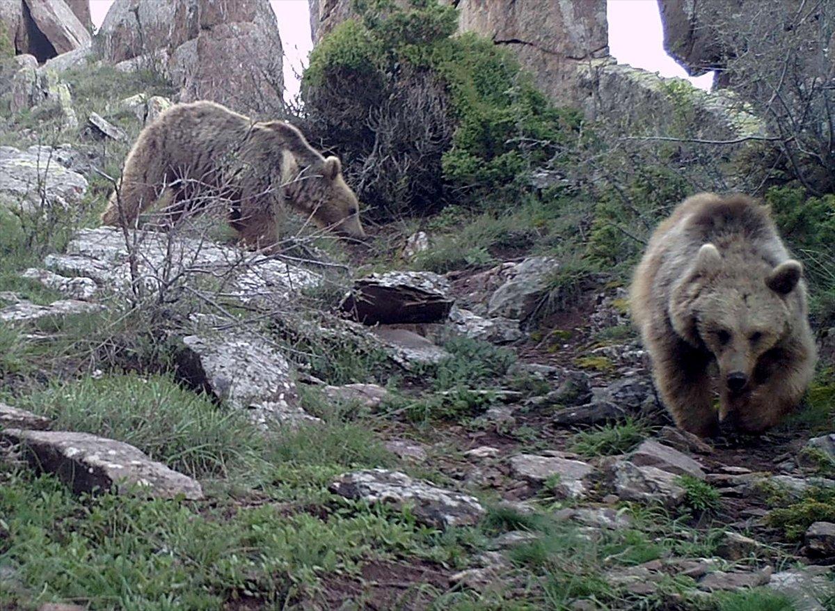 Sivas'taki yaban hayatından fotokapan görüntüleri