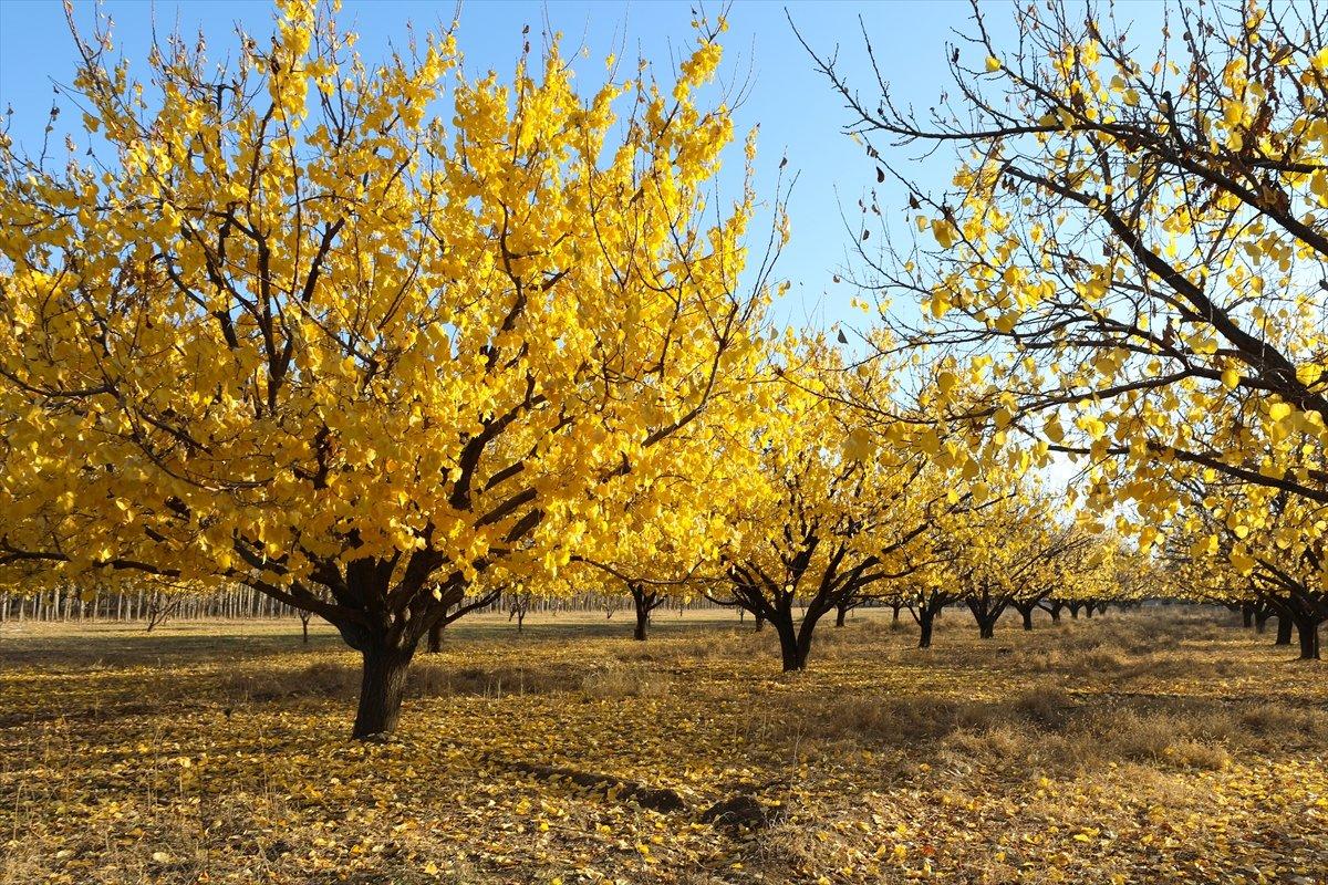 Iğdır'ın coğrafi işaretli kayısı bahçelerinde sonbahar