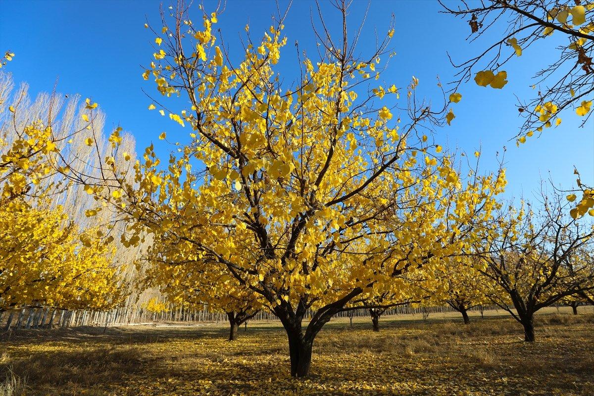 Iğdır'ın coğrafi işaretli kayısı bahçelerinde sonbahar