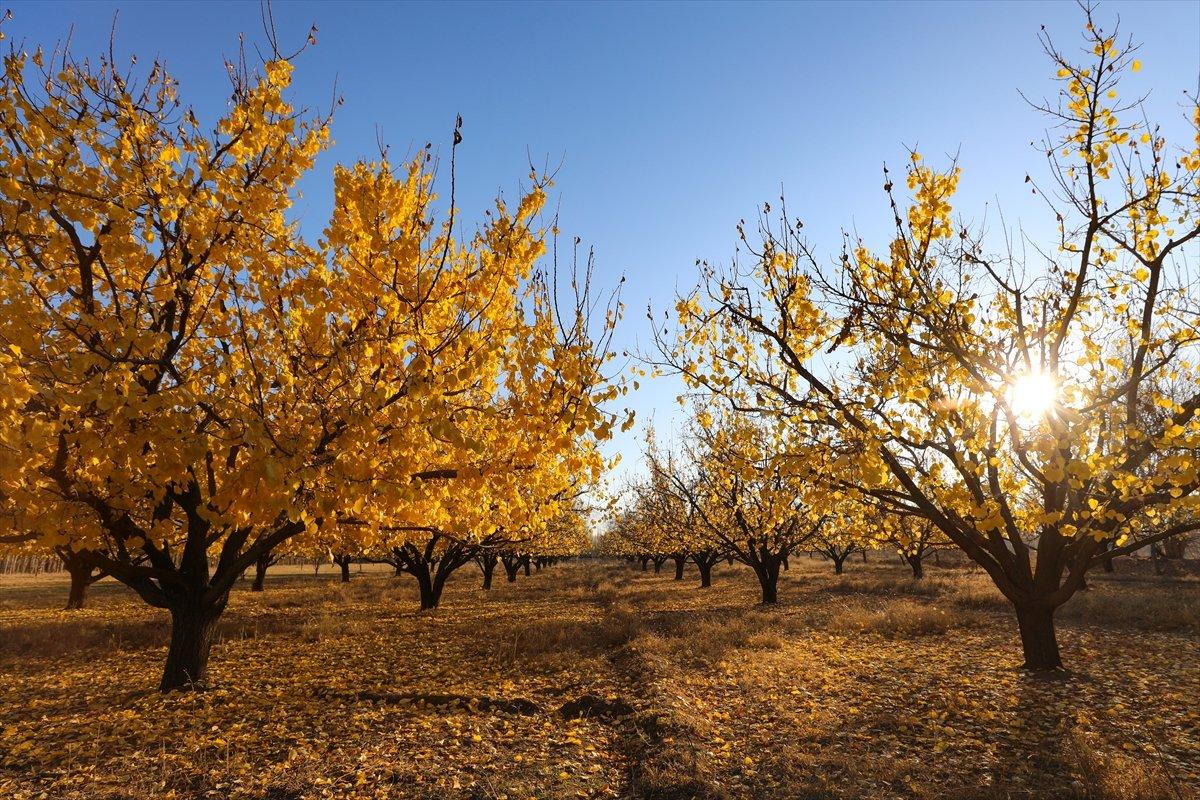 Iğdır'ın coğrafi işaretli kayısı bahçelerinde sonbahar