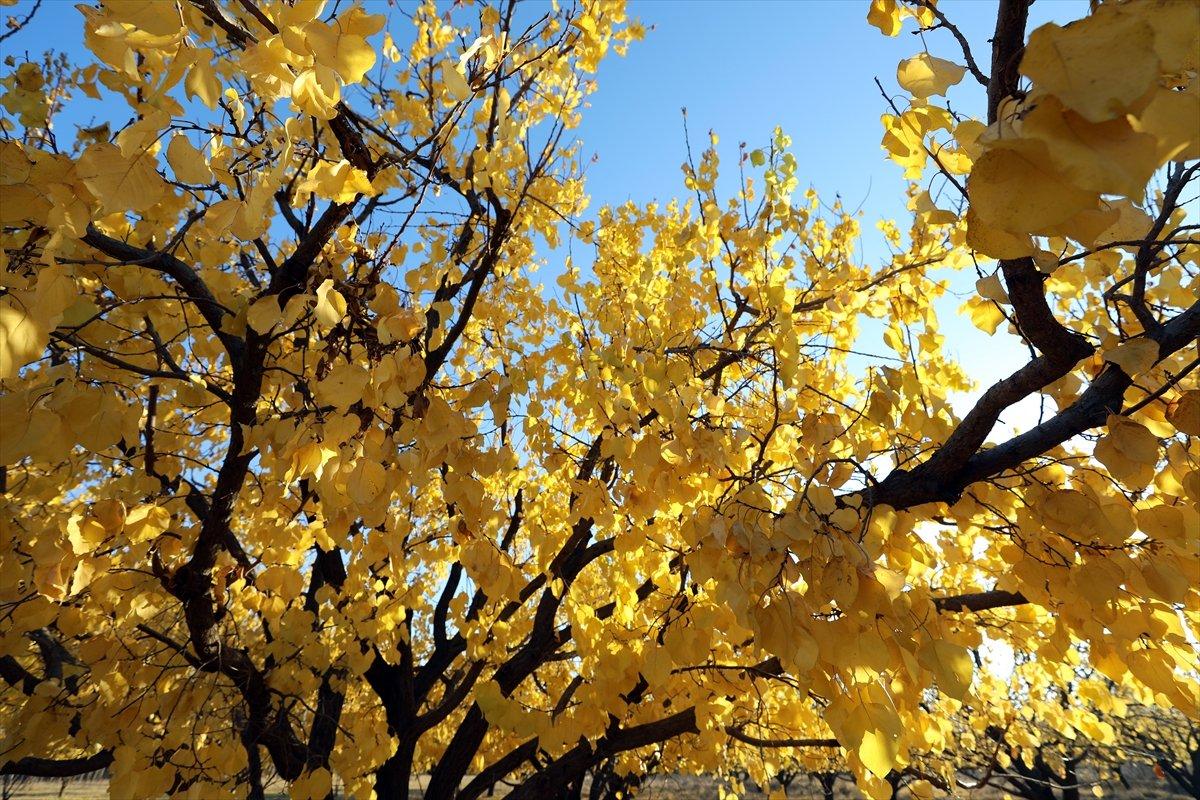 Iğdır'ın coğrafi işaretli kayısı bahçelerinde sonbahar