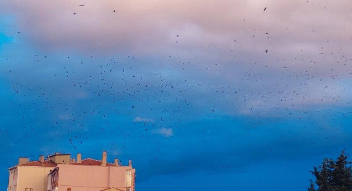 Tekirdağ'da gökyüzündeki karga istilası kameraya yansıdı