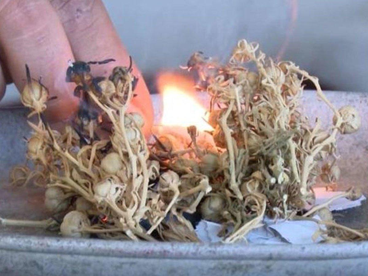 Maddi manevi şifa! 40 gün boyunca üzerlik otu yakmanın etkisi
