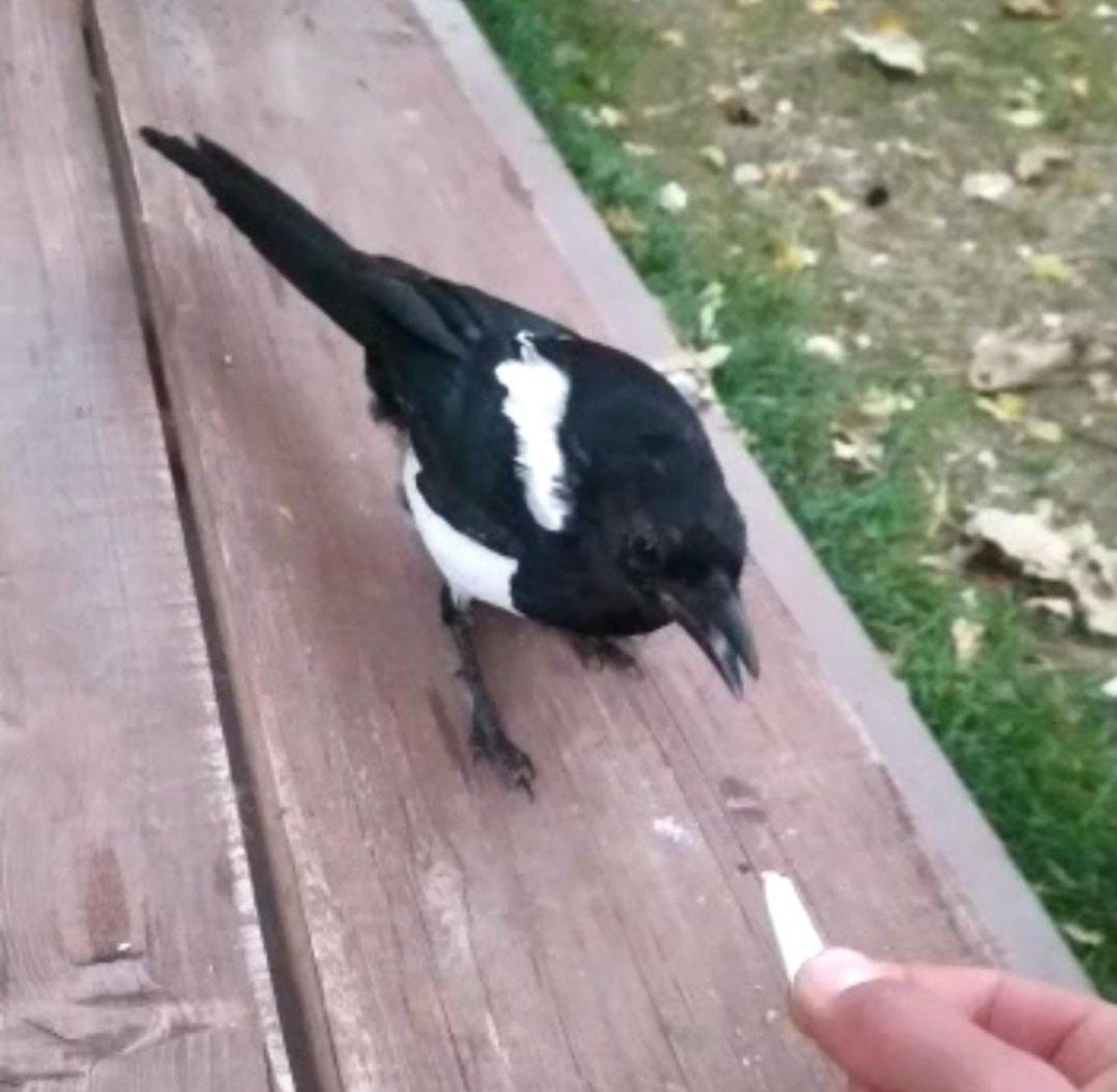 Ankara'da iyileştirip beslediği karga her gün evine uğruyor