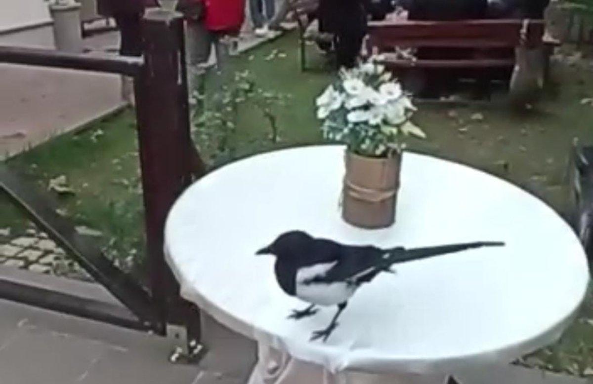 Ankara'da iyileştirip beslediği karga her gün evine uğruyor