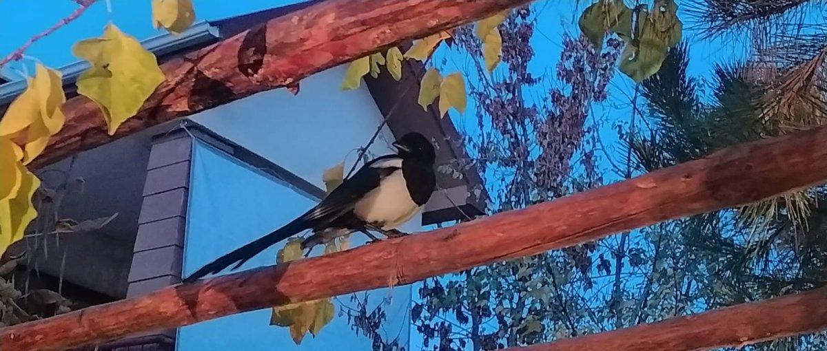 Ankara'da iyileştirip beslediği karga her gün evine uğruyor