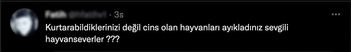 Konya'daki barınakta cins köpekler sahiplenildi sokak köpekleri kaldı
