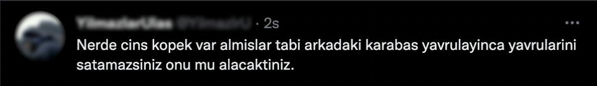 Konya'daki barınakta cins köpekler sahiplenildi sokak köpekleri kaldı
