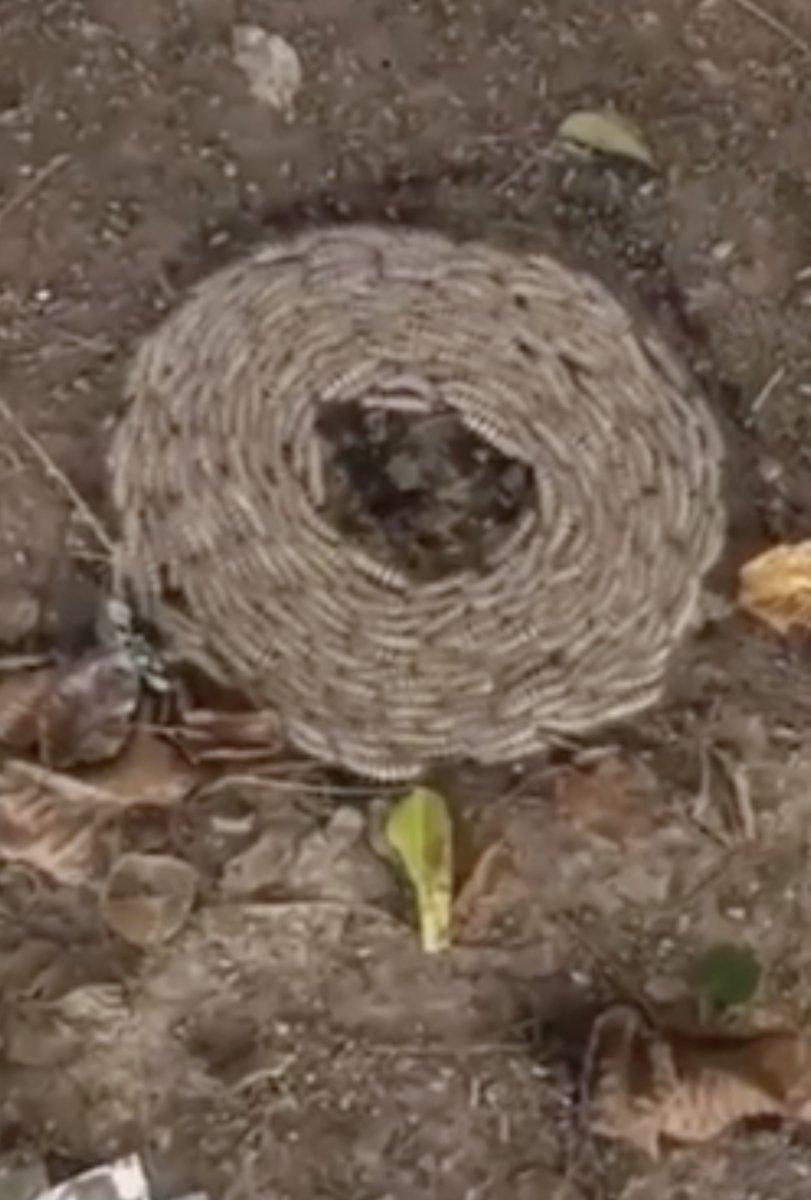 12 gün boyunca dönen koyunların ardından tırtıllar da dönmeye başladı