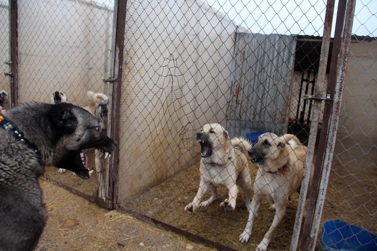 Sivas Kangalı'nın kurtlardan daha güçlü olduğu belirlendi