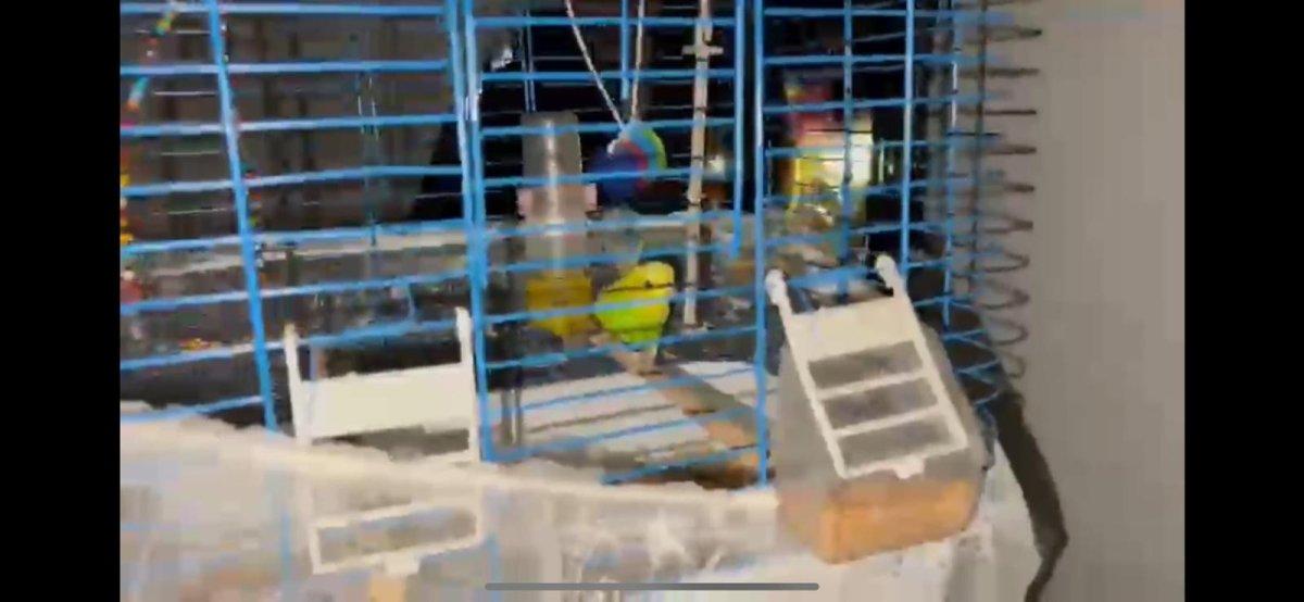 Düzce'de itfaiye mahsur kalan muhabbet kuşunu kurtardı