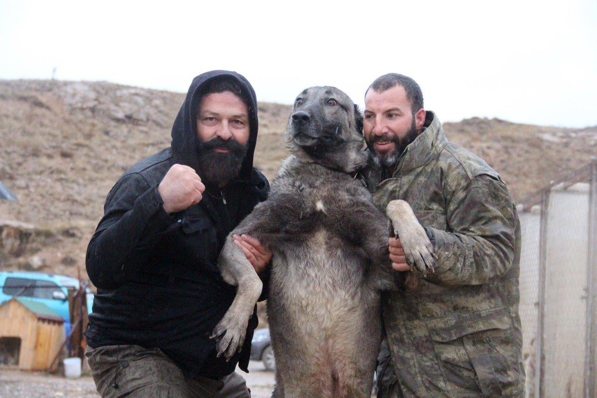 Sivas Kangalı'nın kurtlardan daha güçlü olduğu belirlendi