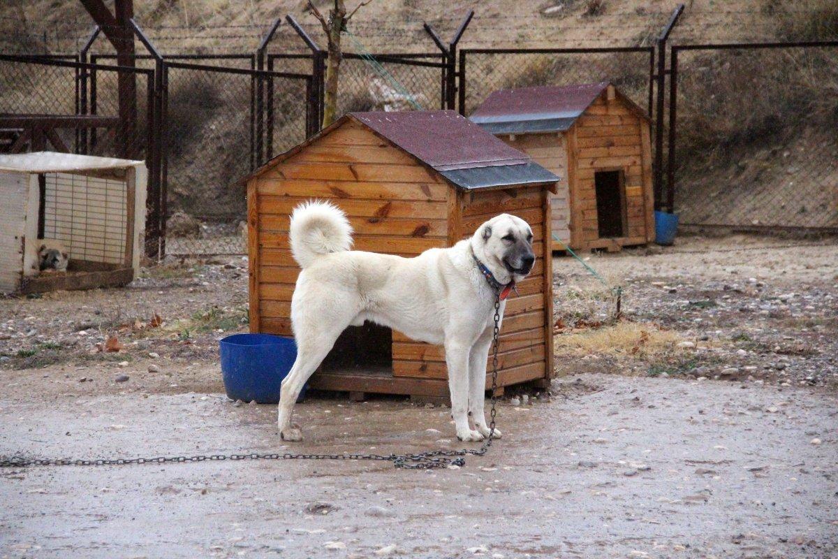 Sivas Kangalı'nın kurtlardan daha güçlü olduğu belirlendi