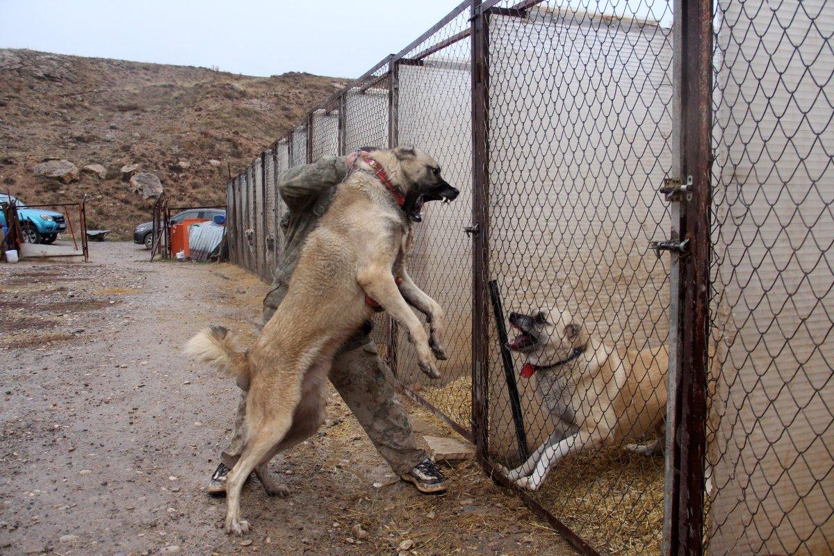 Sivas Kangalı'nın kurtlardan daha güçlü olduğu belirlendi