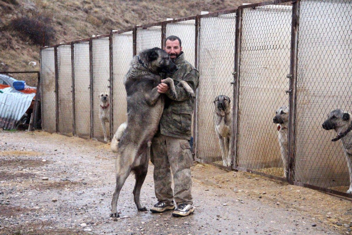 Sivas Kangalı'nın kurtlardan daha güçlü olduğu belirlendi