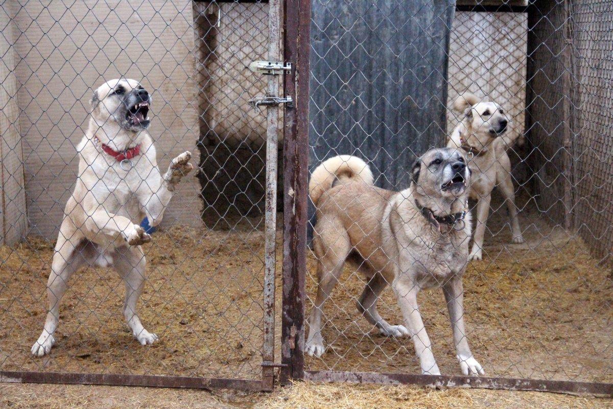 Sivas Kangalı'nın kurtlardan daha güçlü olduğu belirlendi
