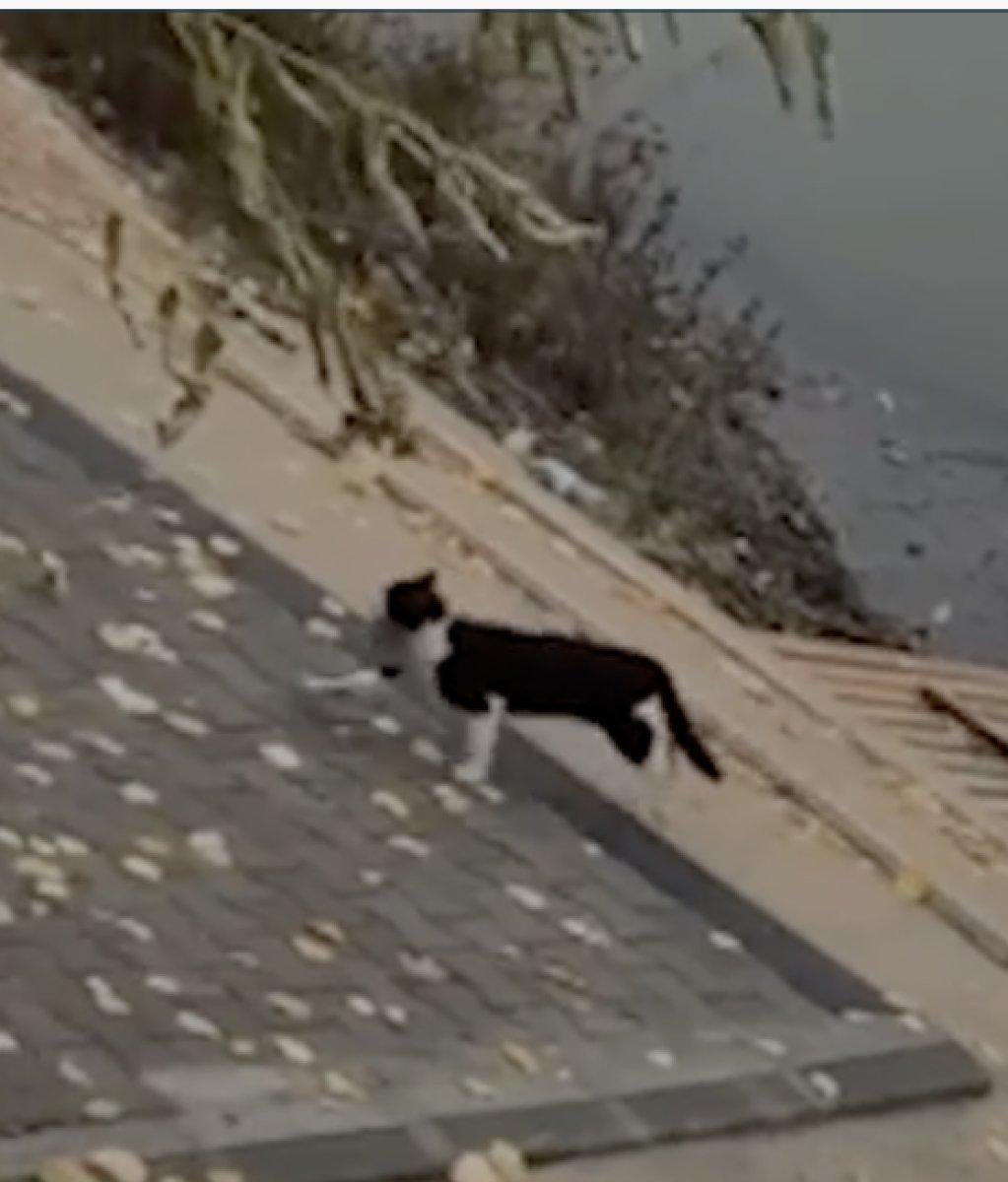 Edirne'de kedi oltadaki balığı kaptı