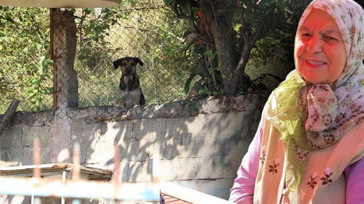 Sokak köpekleri saldırısında acı bilanço 