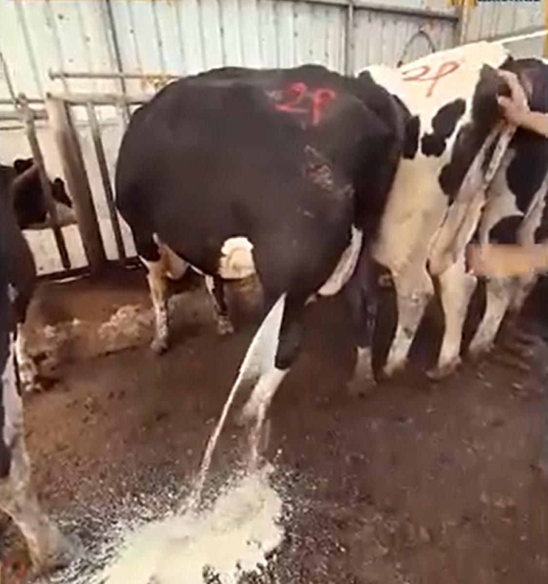 Hasta ineğin bacağından akan iltihap şaşkına çevirdi