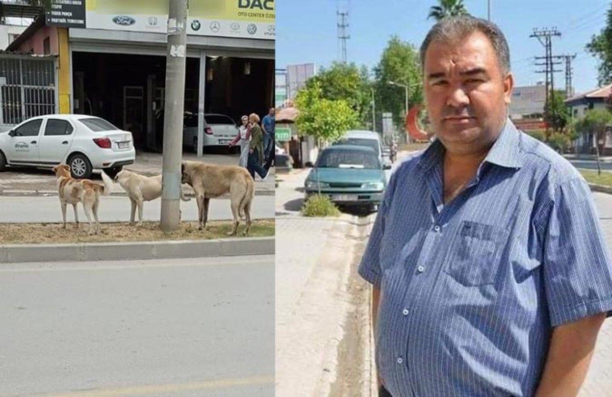 Sokak köpekleri saldırısında acı bilanço 