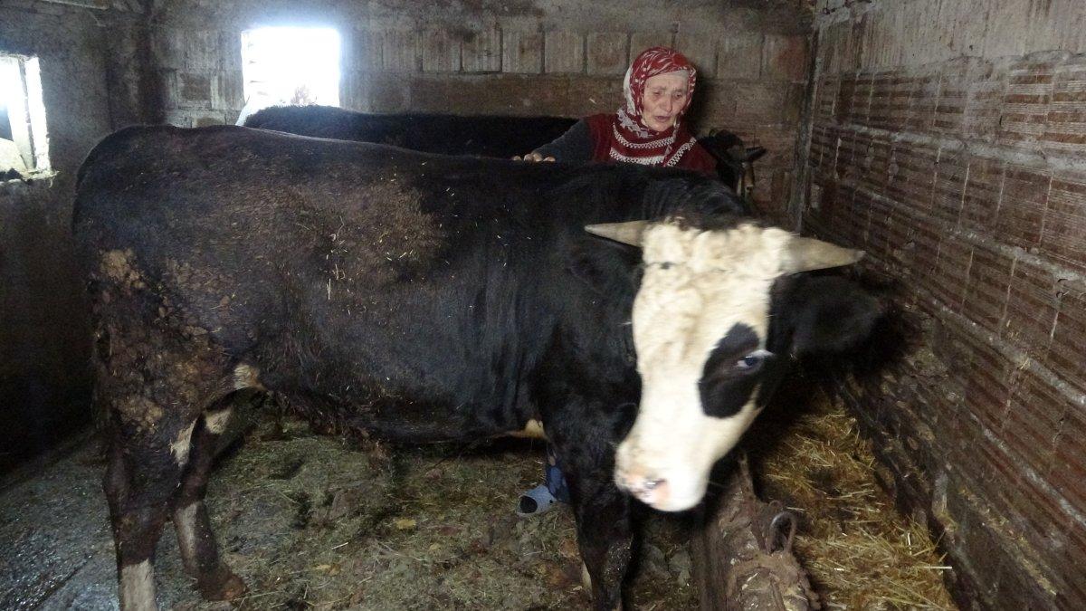 Kocaeli'de hayvanlarını otlatan kadına söylenen sözler hayrete düşürdü