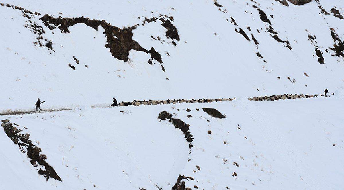 Hakkari'de sürülerin kente göçü başladı