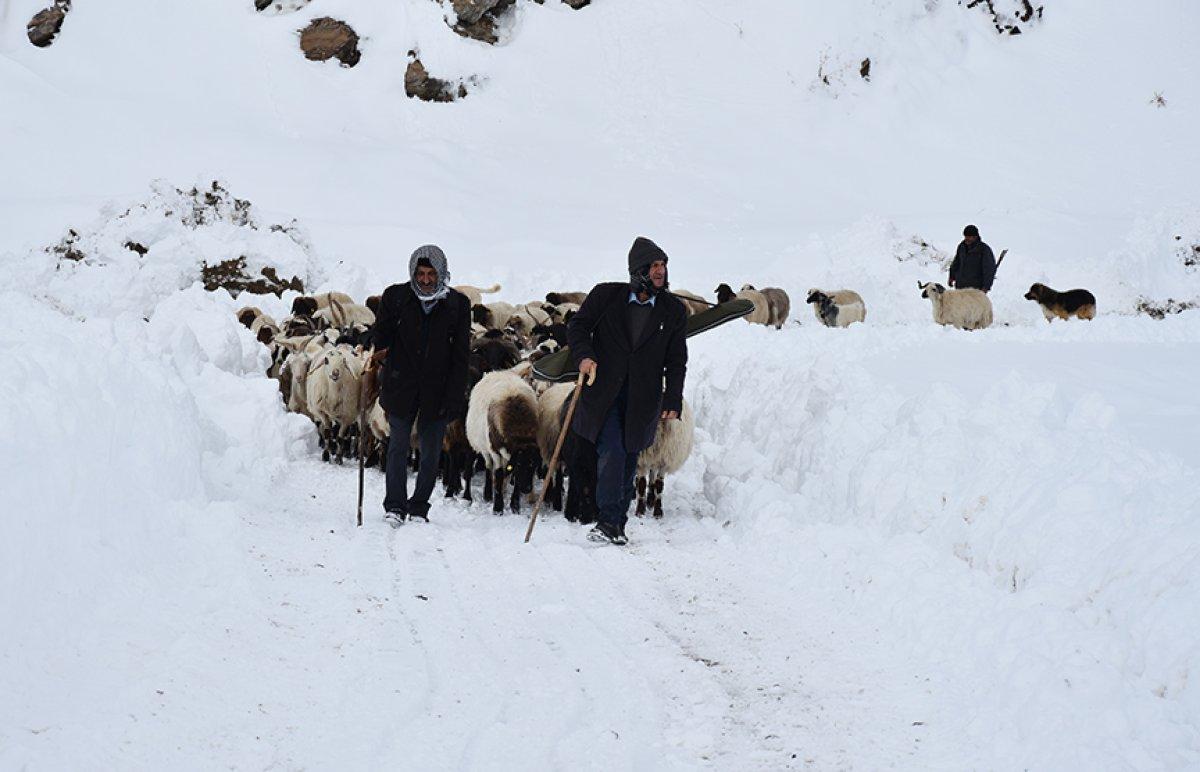 Hakkari'de sürülerin kente göçü başladı