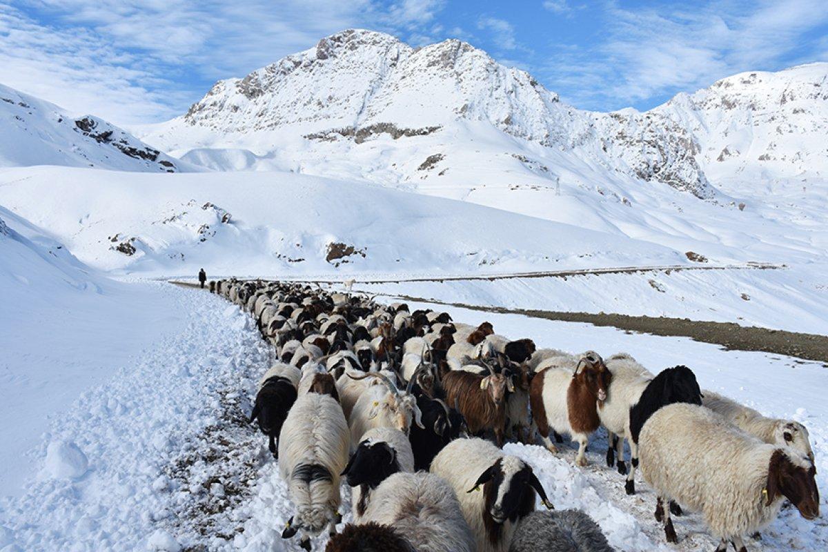 Hakkari'de sürülerin kente göçü başladı
