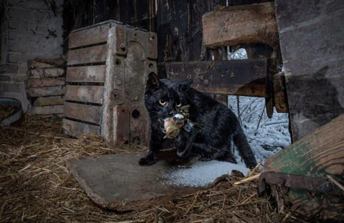 Yılın 25 vahşi yaşam finalisti belli oldu 