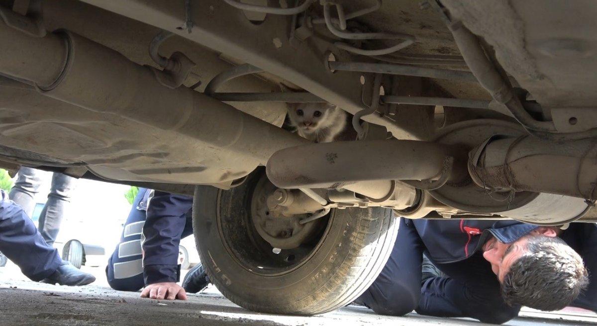 Tokat'ta ekiplerin yakalayamadığı kedi, döner kokusuyla çıkarıldı