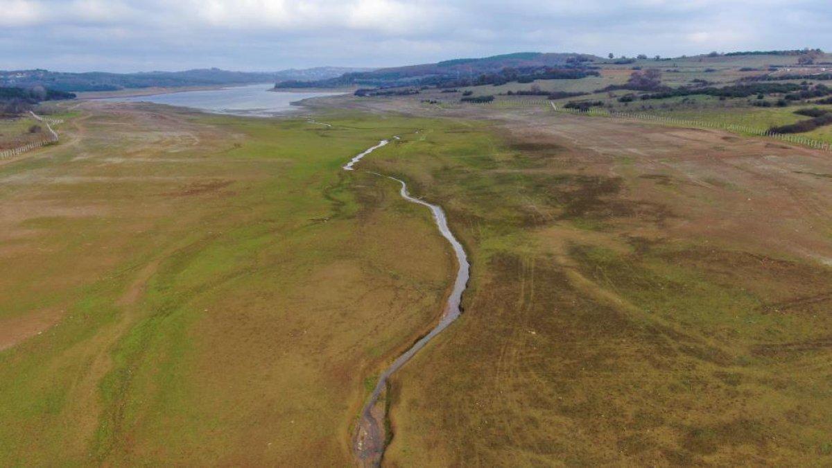 Ömerli Baraj'ında hayvanlar otlatılmaya başladı