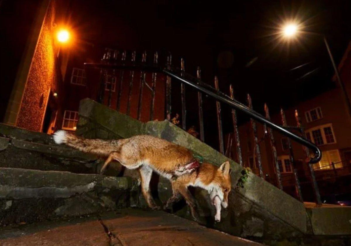 Yılın 25 vahşi yaşam finalisti belli oldu 