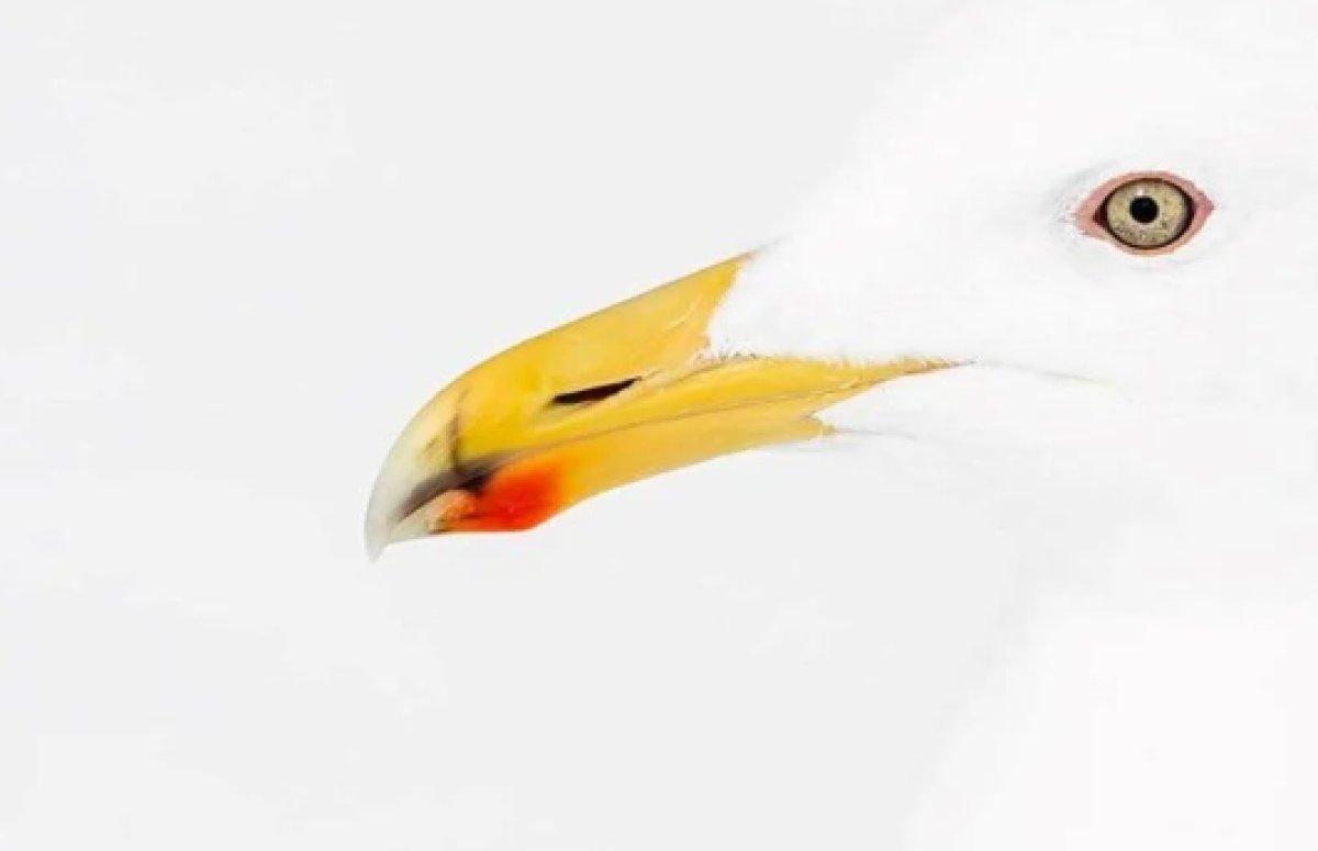 Yılın 25 vahşi yaşam finalisti belli oldu 