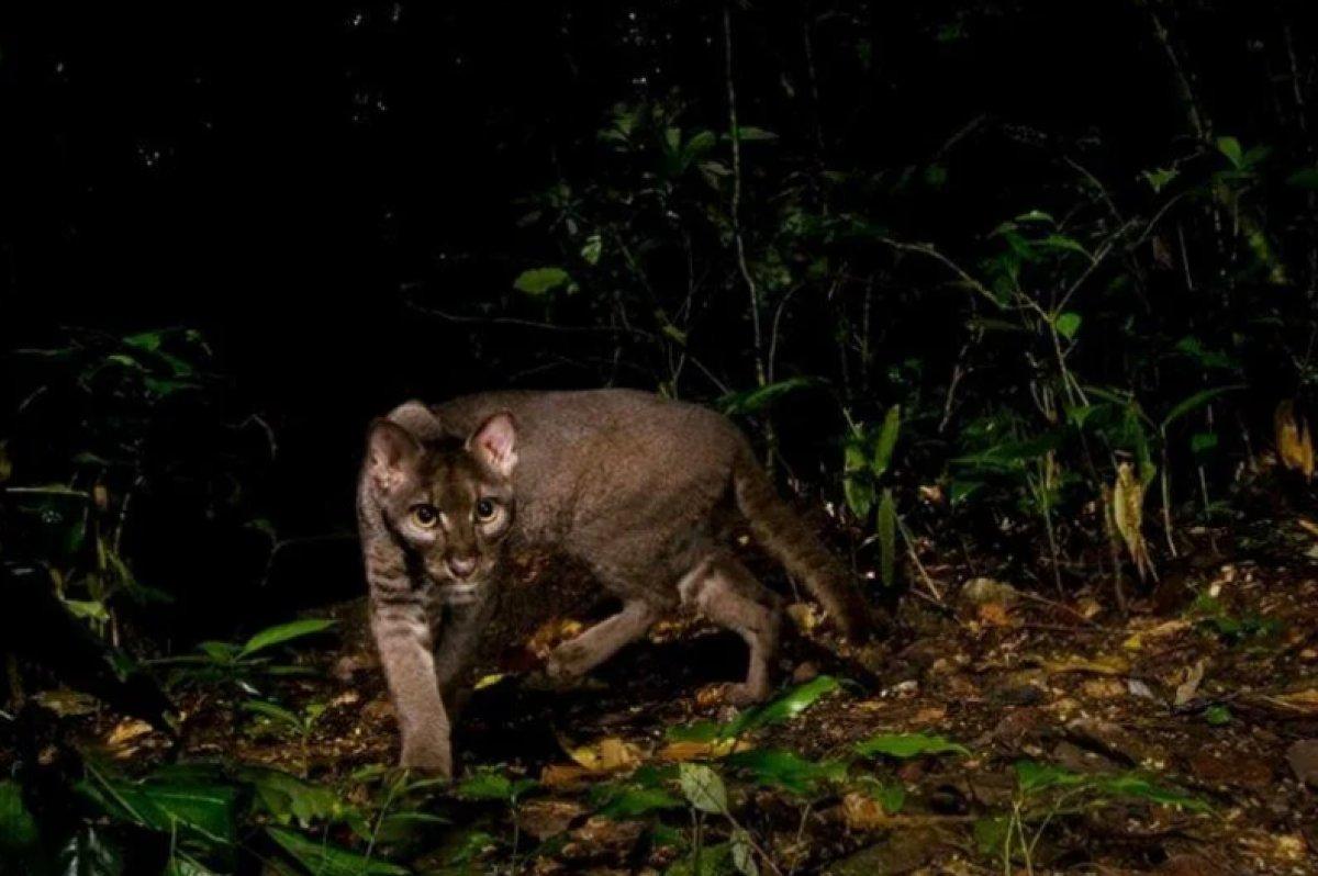 Yılın 25 vahşi yaşam finalisti belli oldu 