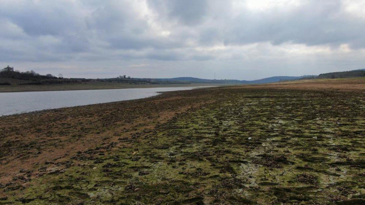 Ömerli Baraj'ında hayvanlar otlatılmaya başladı
