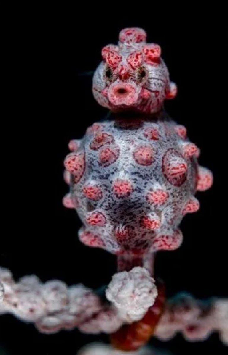 Yılın 25 vahşi yaşam finalisti belli oldu 