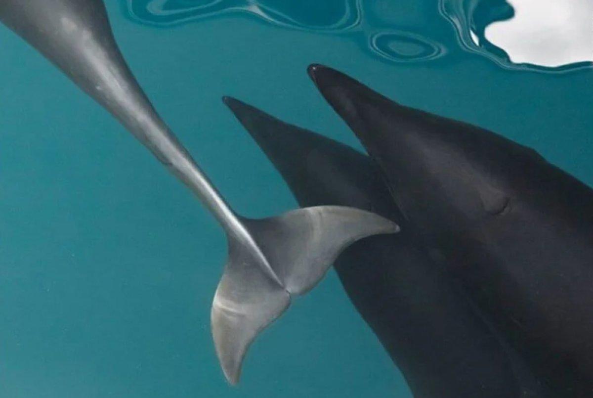 Yılın 25 vahşi yaşam finalisti belli oldu 