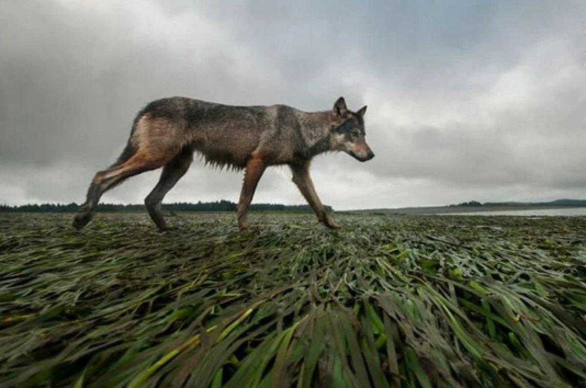 Yılın 25 vahşi yaşam finalisti belli oldu 