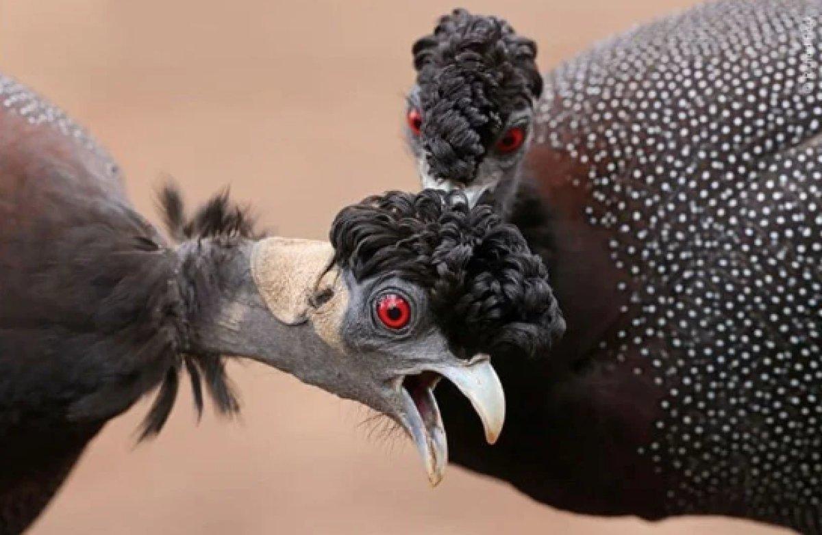 Yılın 25 vahşi yaşam finalisti belli oldu 