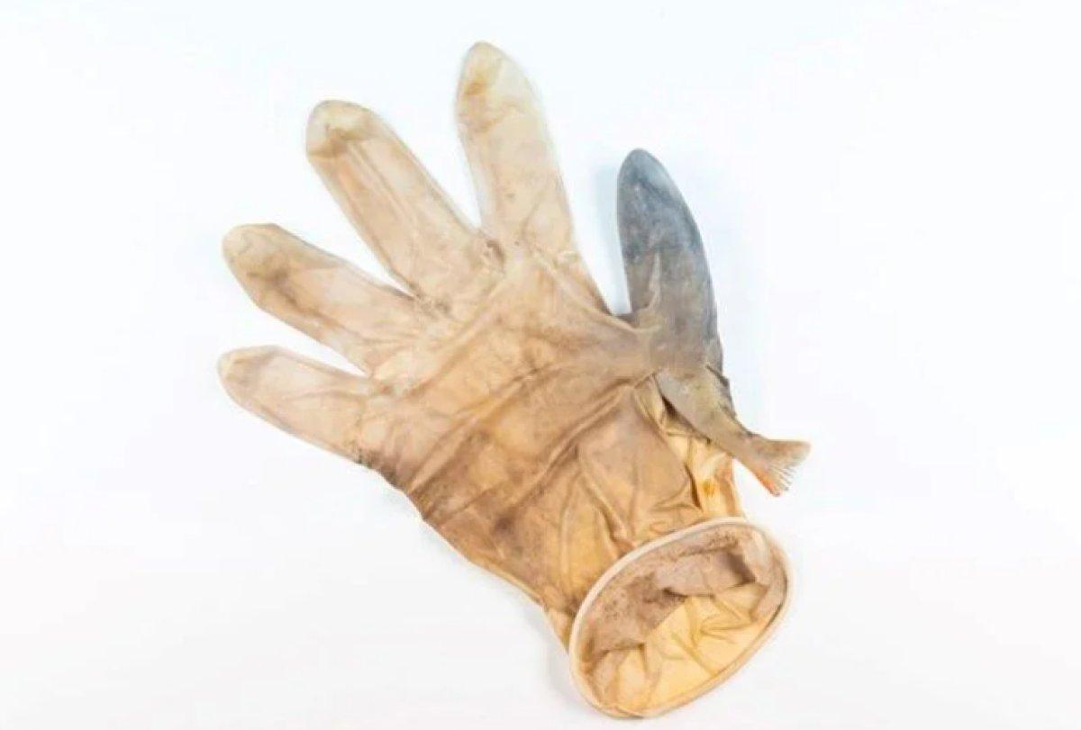 Yılın 25 vahşi yaşam finalisti belli oldu 