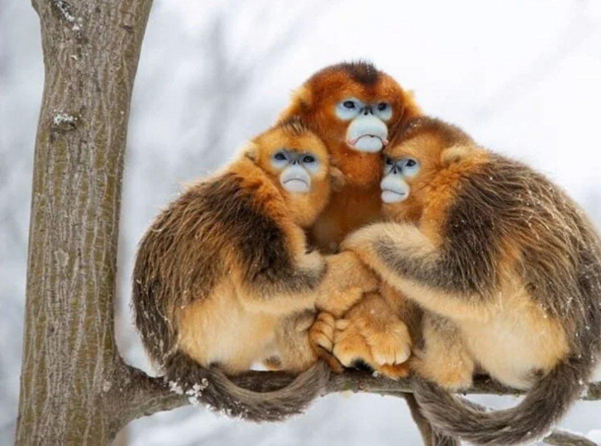 Yılın 25 vahşi yaşam finalisti belli oldu 