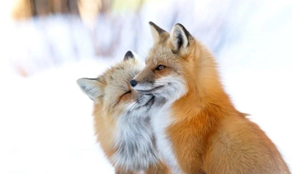 Yılın 25 vahşi yaşam finalisti belli oldu 