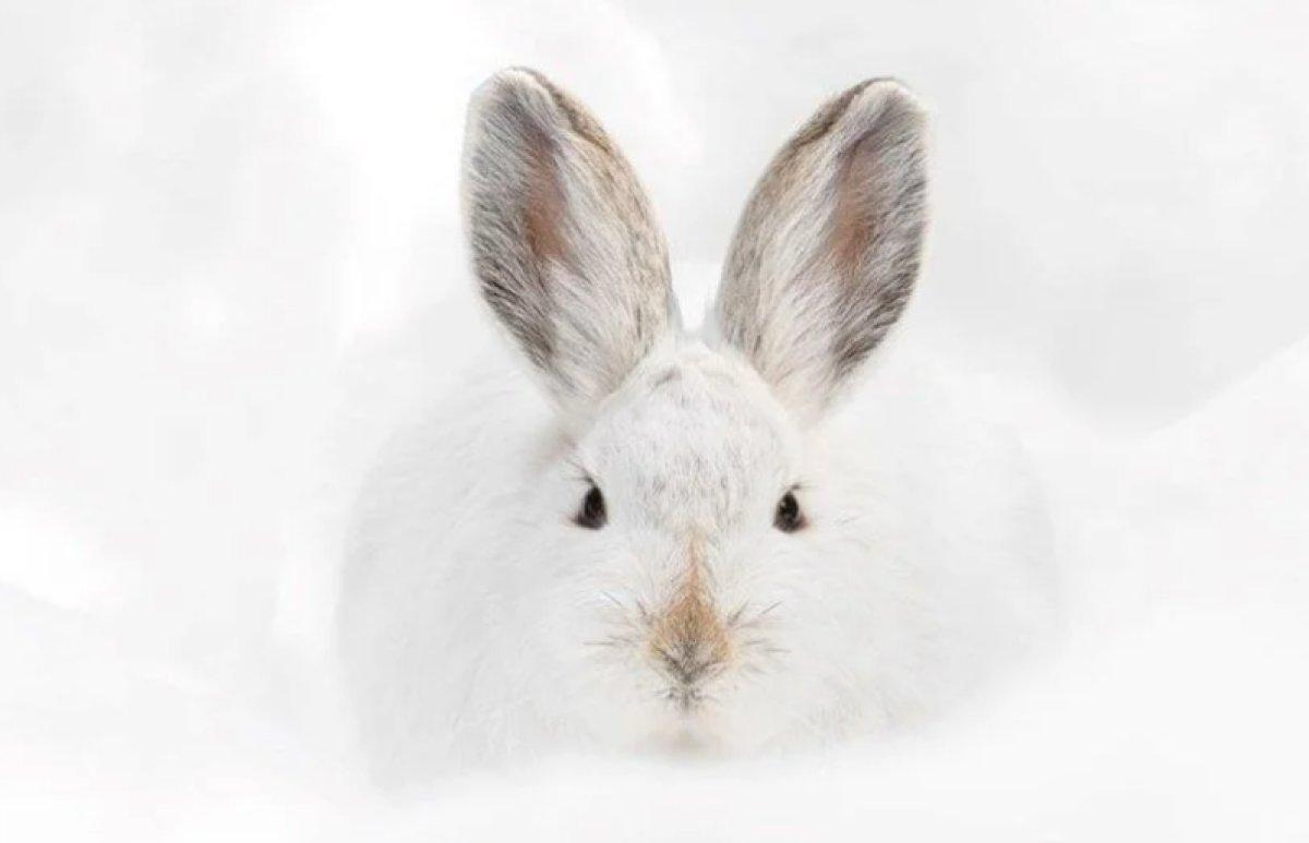 Yılın 25 vahşi yaşam finalisti belli oldu 