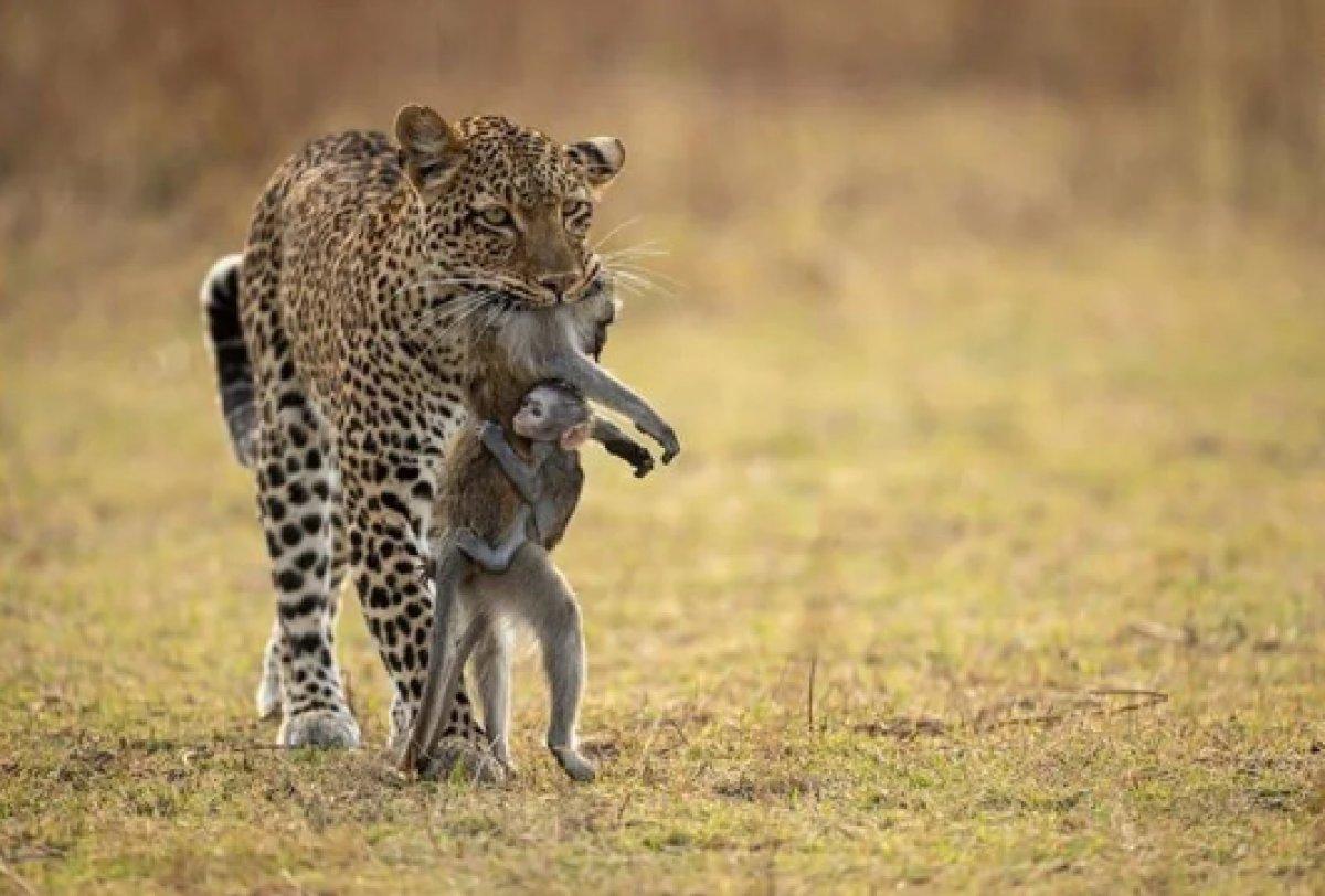 Yılın 25 vahşi yaşam finalisti belli oldu 